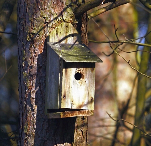 Refugio, pájaro, árbol, rama, animal, bosque