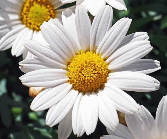 Daisy, flor, pétalas, pólen, Primavera, flora, botânica