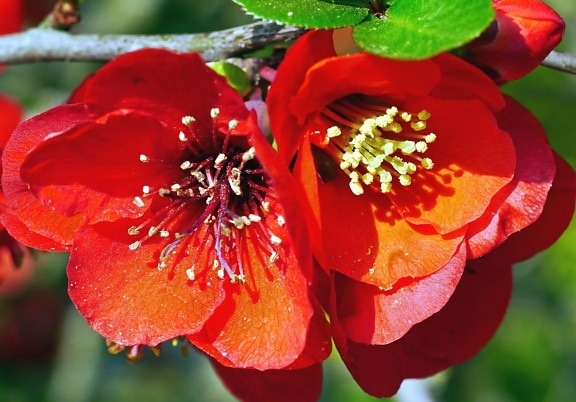 ดอกไม้ สาขา สีแดง ใบ กลีบดอก ดอกไม้ ฟลอรา ละอองเกสร