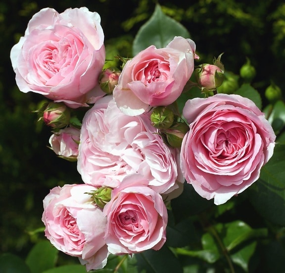 Rose roze, boeket, bloem, struik, bloesem, bloemblaadje, planten