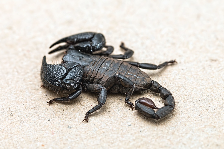 Scorpion, insekt, sand, svart