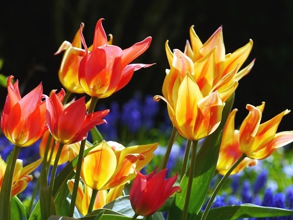 cánh hoa, Hoa, tulip, lá, vườn, thực vật, thực vật, nhiều màu sắc