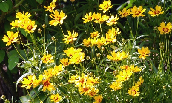 kukka keltainen terälehdet, kasvi, niitty, lehtiä, flora