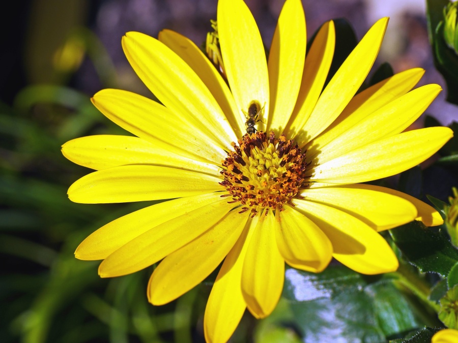 ผึ้ง กลีบดอก เกสร พืช สีเหลือง เกสร ฟลอรา พฤกษศาสตร์ แมลง