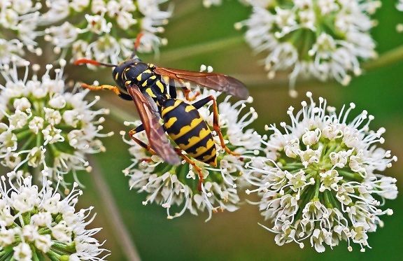 wasp, flower, petal, plant, insect, flora