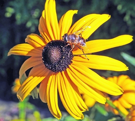 bunga, lebah, serbuk sari, musim panas, matahari, bunga, bunga, mekar, cerah, flora