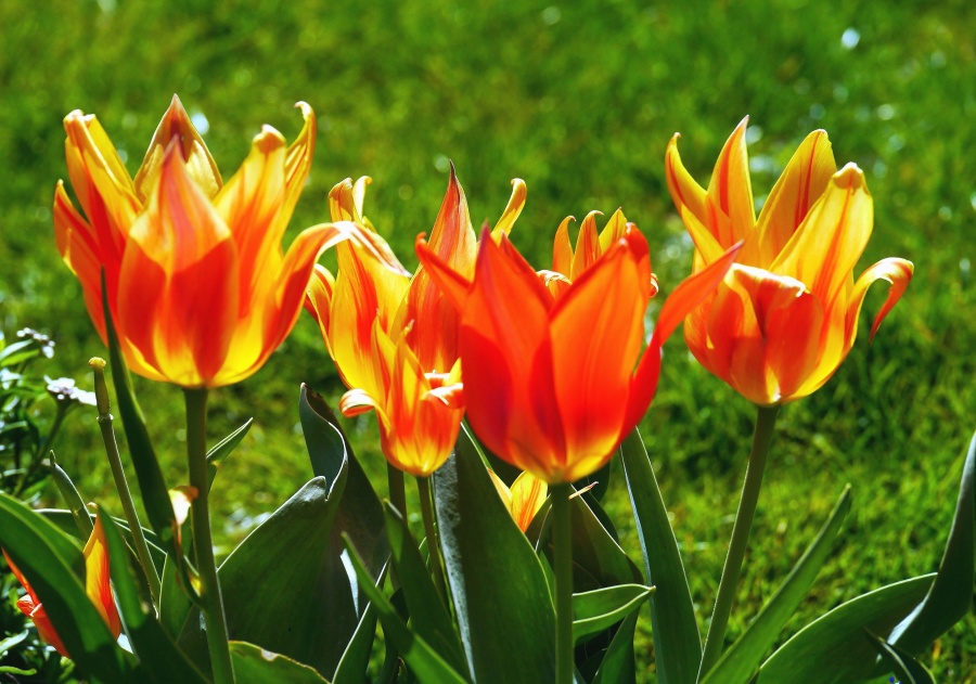 Tulip, bunga, tanaman, Taman, flora, bunga, bloom, kelopak, bidang