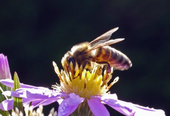 bee, flower, petal, pollen, insect, plant