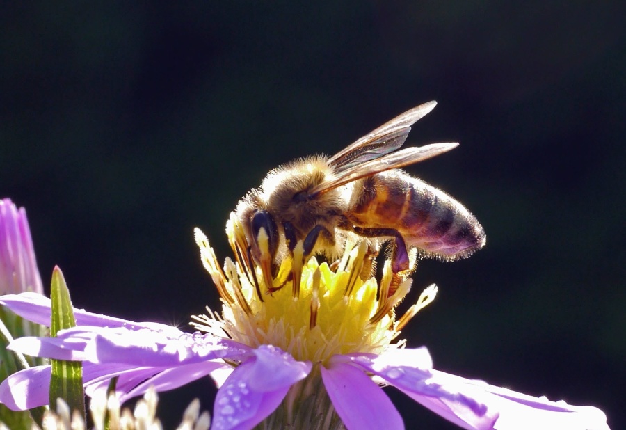Bee, blomma, kronblad, pollen, insekt, växt