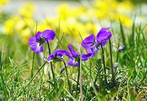 bloem, violet, bloem, bloemblaadjes, planten, flora, gras
