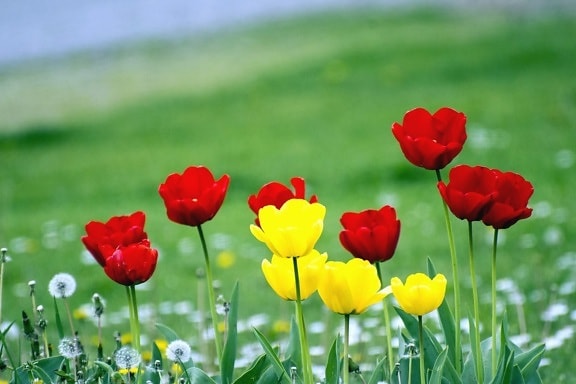 tulip, plant, flower, petals, grass, meadow, flora, botany