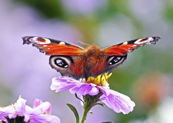 蝶、花、花弁、カラフルな色、植物、花粉、昆虫