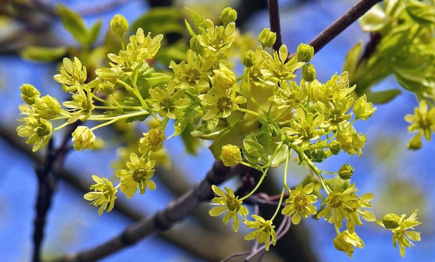 Чайное дерево фото кустарник