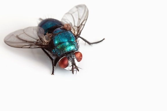 昆虫, 苍蝇, 翅膀, 微距, 动物