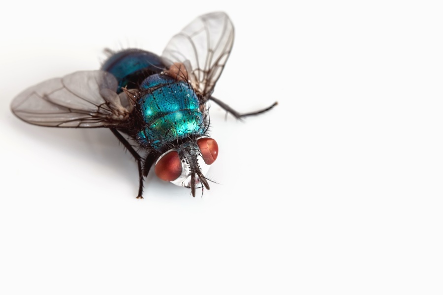 inseto mosca, asa, macro, animal
