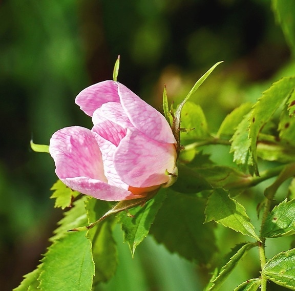 Rose pink, bunga, kelopak, daun, flora, Taman Alam