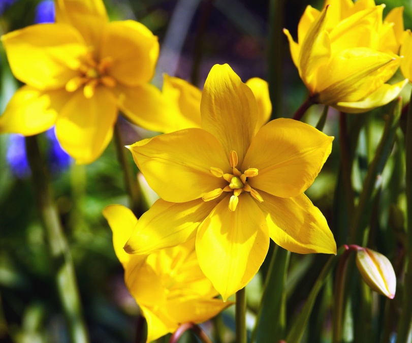 narcisă galbenă, flori, petale, plante, stem, frunze, polen, nectar, primavara