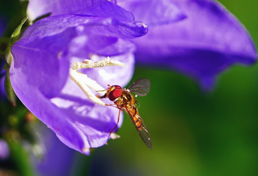 Dragonfly, insekt, lilla, blomst, anlegg, kronblad, nektar, pollen, flora