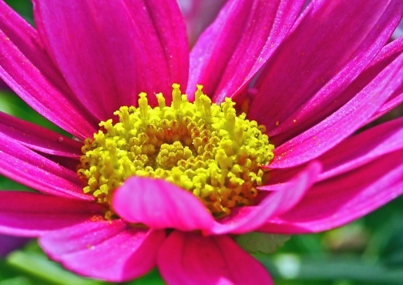 pollen nektar anlegg, blomst, kronblad, hage, natur