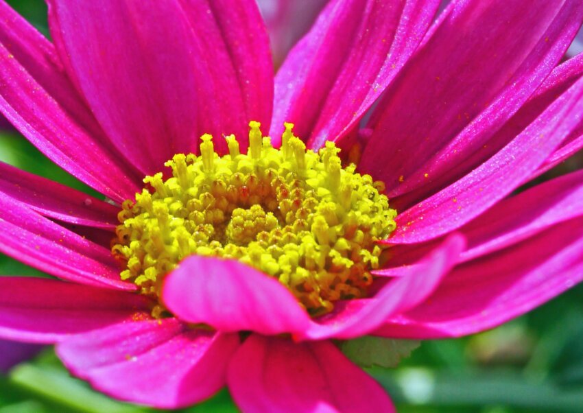 purple nectar flower