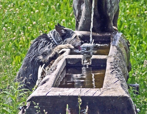 вода, собака, животное, травы, дерева