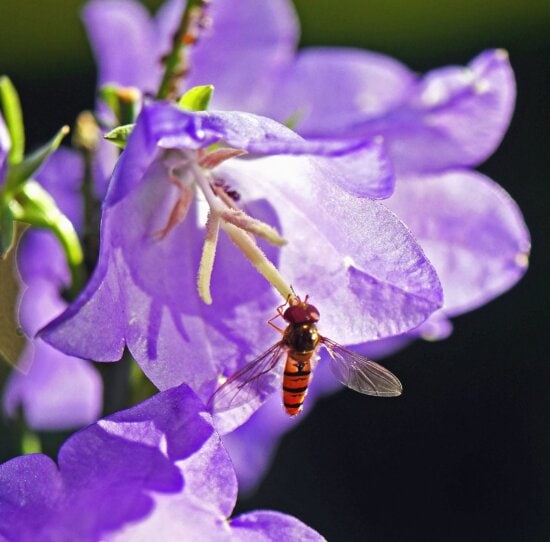 purple, flower, bee, plant, garden, insect, petal, branch