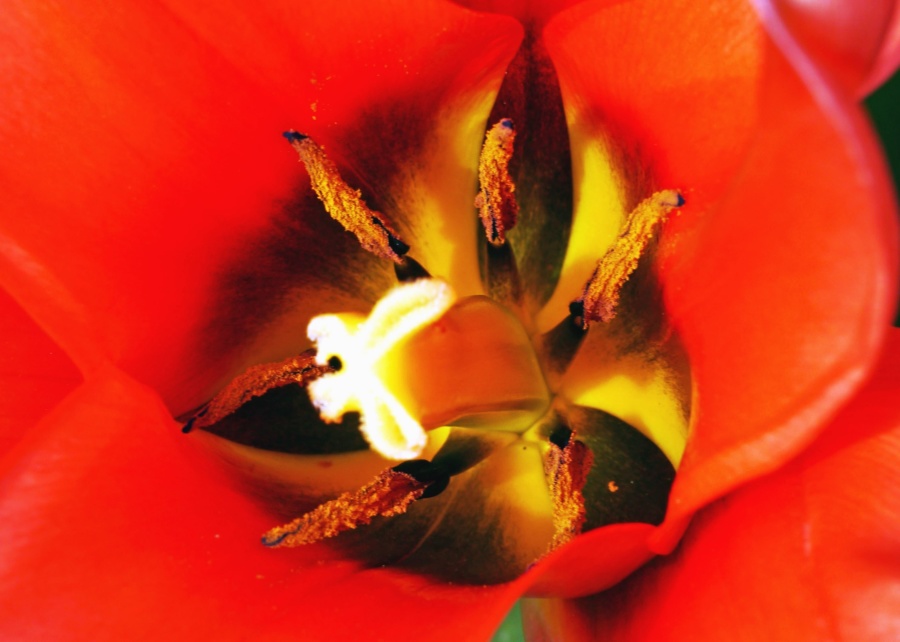 Flower kronblad pollen, nektar, flora, plante