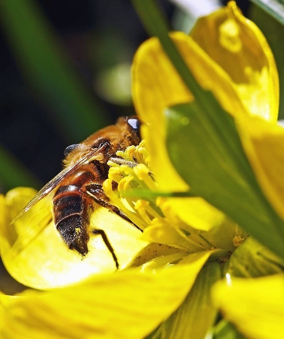 Bee, insekt, pollen, nektar, pollinering, blomma, kronblad, växt