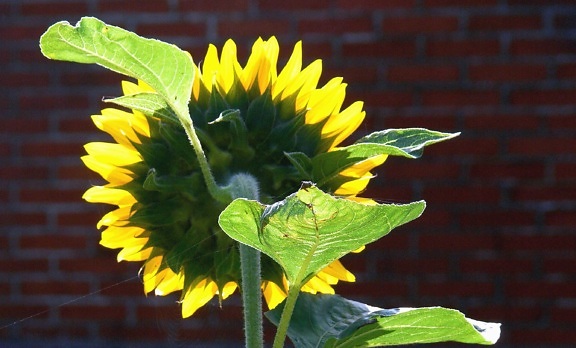 Sunflower, kukka, keltainen, lehti, yrtti, kasvi, kevät, kukkia, Puutarha