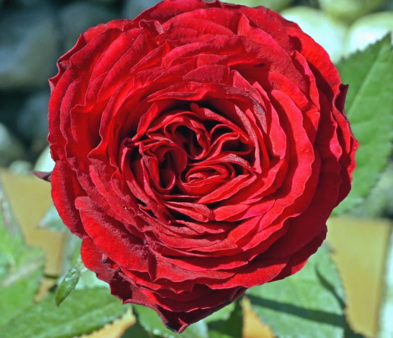 квітка Пелюстка троянди, листя, завод, флора, червоний