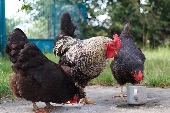 chicken, rooster, animal, feather, beak, grass, yard