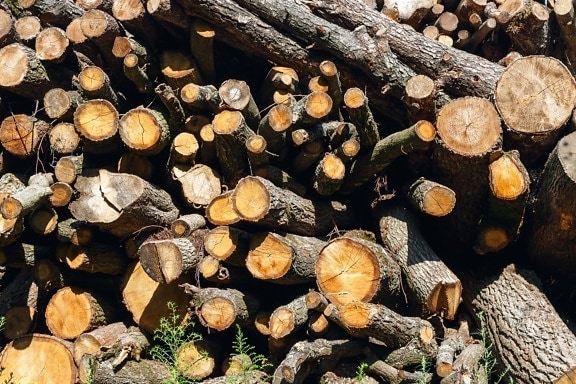 Albero, ramo, foresta, tronco, legna da ardere
