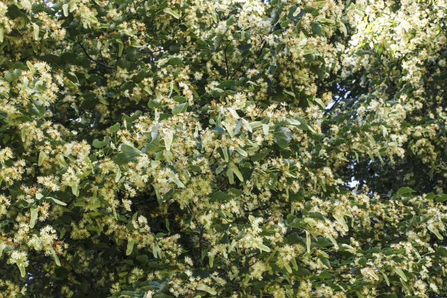Baum, Blatt, Pflanze, Flora, Wald, Park, Zweig, Frühling