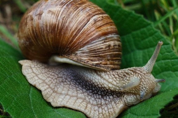 snail, invertebrate, leaf, animal, nature