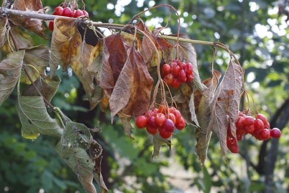 berries, leaves, dry, fruit, food, nutrition, wood, branch