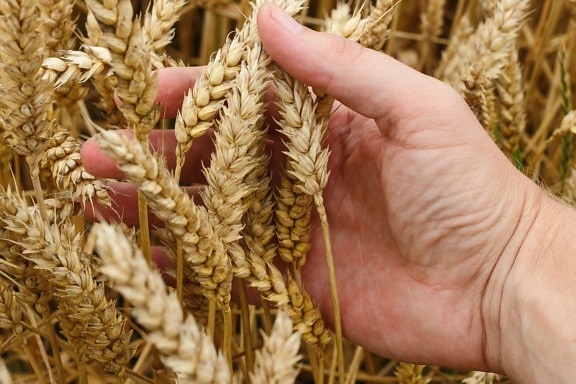 pszenica, ziarno, zboża, rolnictwa, obszarów wiejskich, roślin, gospodarstwa, pola, nasion