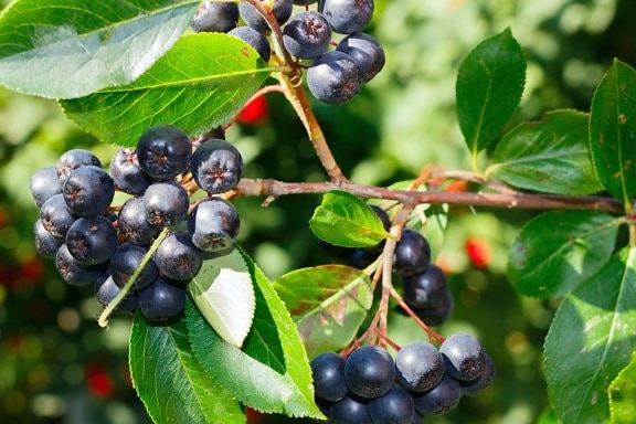Berry, gyümölcs, fa, levél, ág