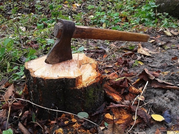 hatchet, hand tool, tool, axe, stump, tree, cutting wood, forest, grass
