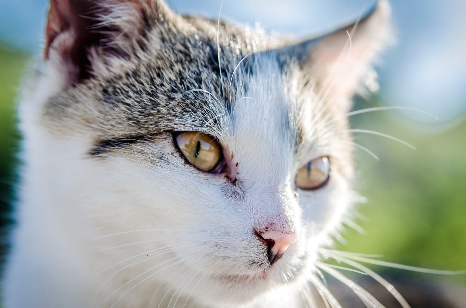 Благородные кошки. Кошка благородное животное. Инертные кошки. Grey and White Cat.