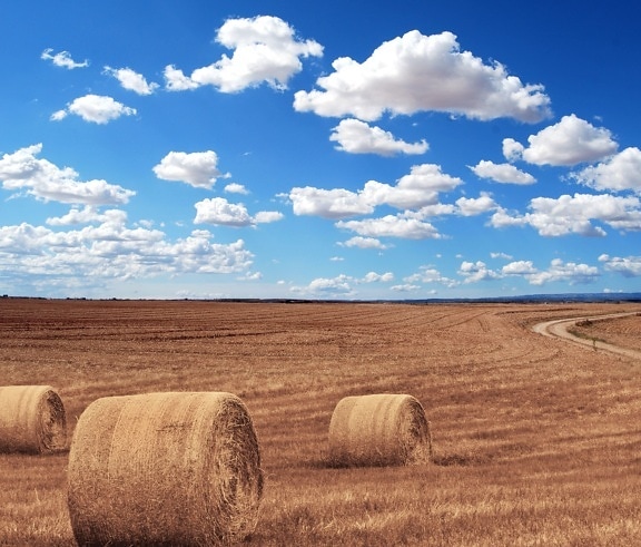 田野, 农场, 稻草, 捆, 谷物, 天空, 道路