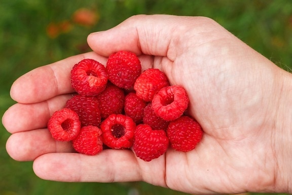 raspberry, fruit, fresh, nutrition, hand, plant, dessert