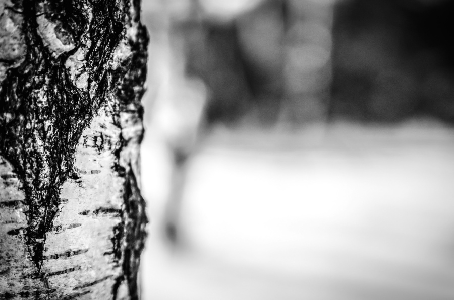 Birch tree, gỗ, vỏ cây, kết cấu, thô