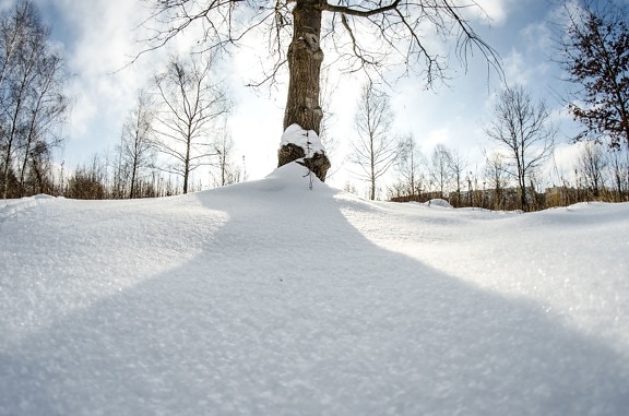 salju, musim dingin, dingin, es, kayu, hutan, bayangan, matahari