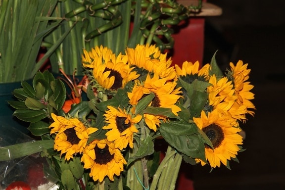 слънчоглед, цвете, жълто, растение, цвят, ярки, венчелистче, лято, Градина