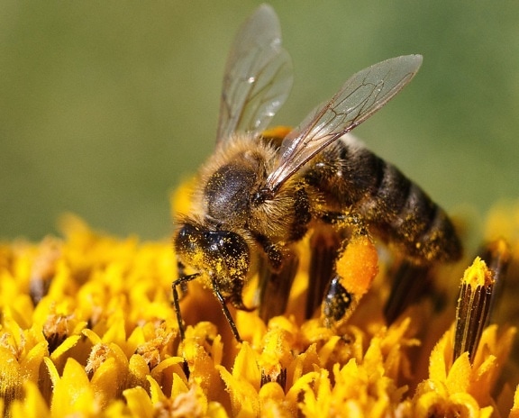 пчела, пыльца, цветок, нектар, насекомое, крыло, питание