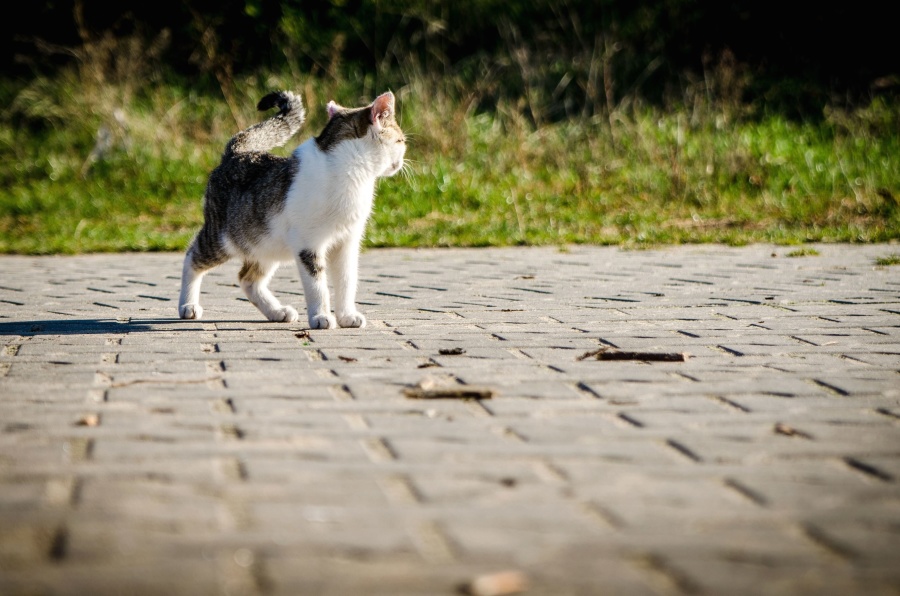 katten, dyr, kjæledyr, betong, plate, gress