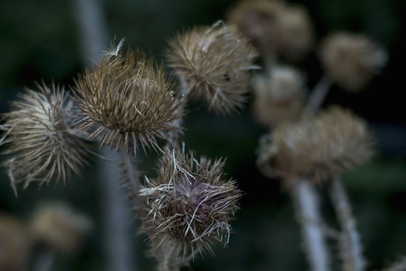 thistle, plant, weeds, meadow, dry, flower, seed