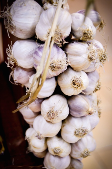 garlic, white, food, spice, plant, vegetable