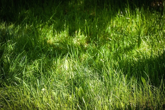grass, meadow, plant, growth, spring