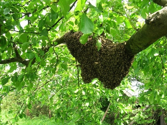 Biene, Insekt, Schwarm, Holz, Wald, Blatt, Natur